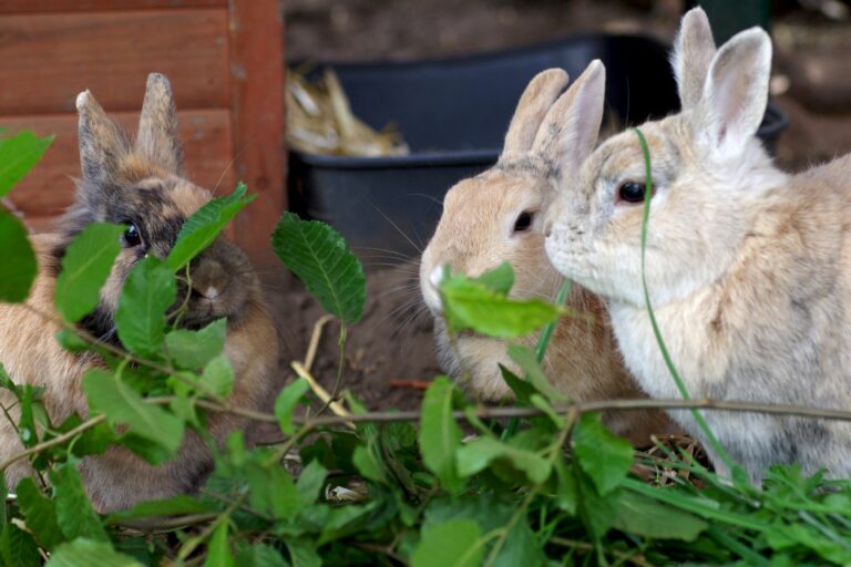 Kaninchen Ernährung Tierärztin erklärt, was sie fressen dürfen