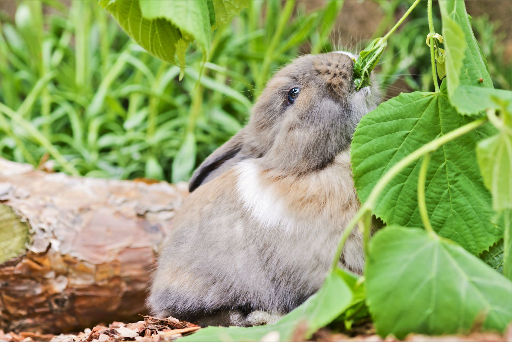 Kaninchen Ernährung Tierärztin erklärt, was sie fressen dürfen