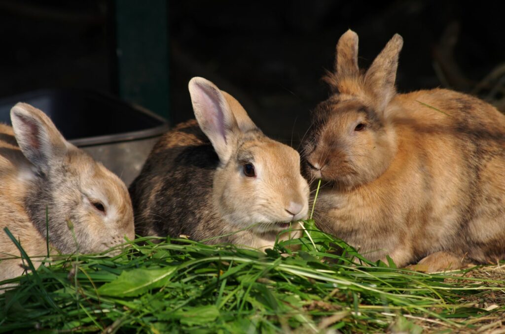 Drei Kaninchen fressen frisches Grünfutter kaninchen grünfutter gras