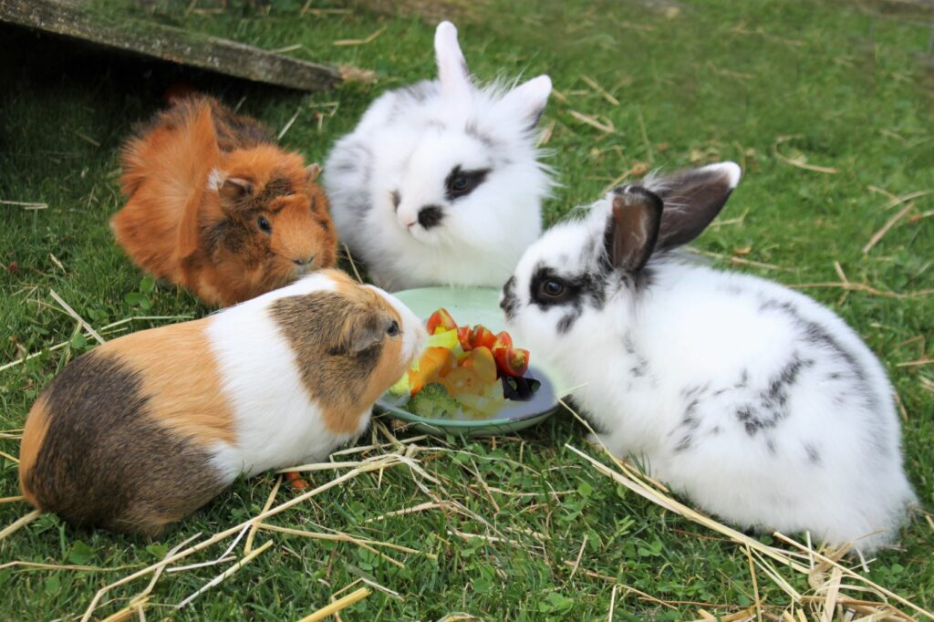 Hamster und Kaninchen fressen frisches Gemüse kaninchen hamster ernährung gemüse