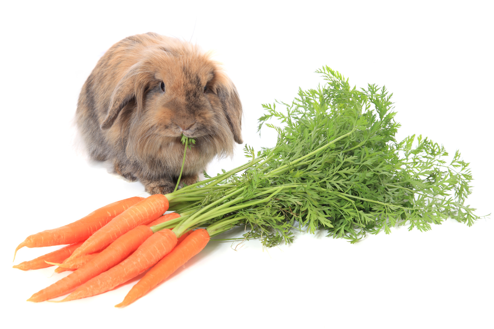 Kaninchen Ernährung So füttern Sie Ihre Kaninchen artgerecht