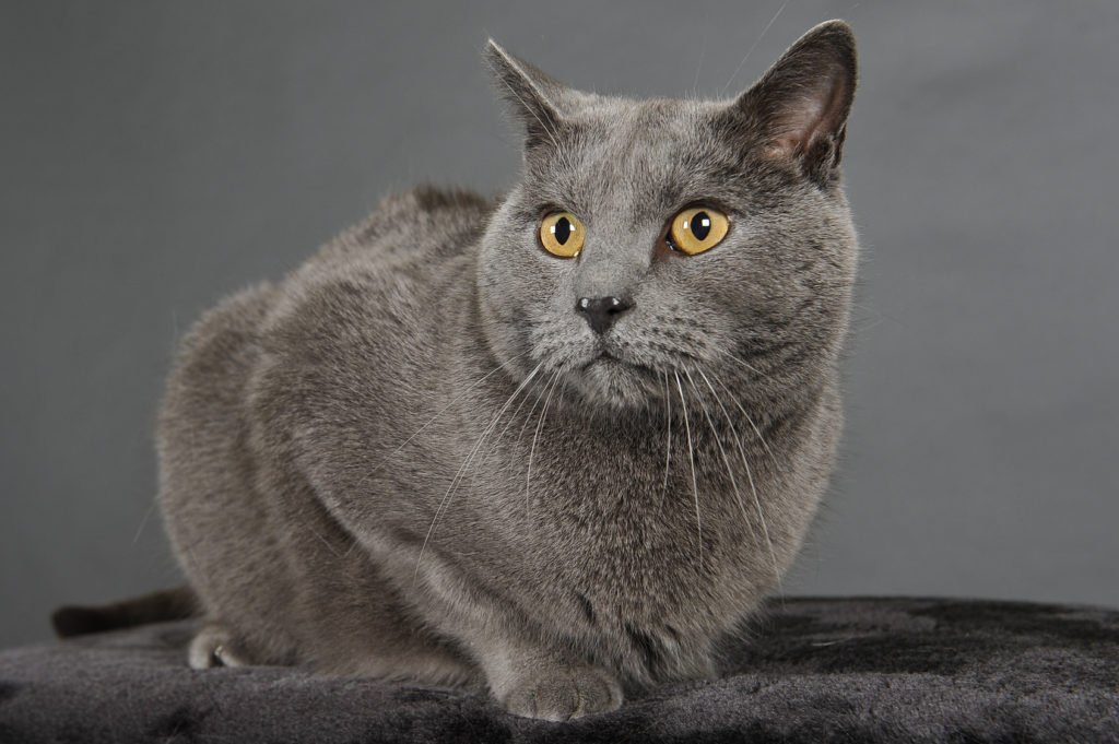 kartäuser katze
