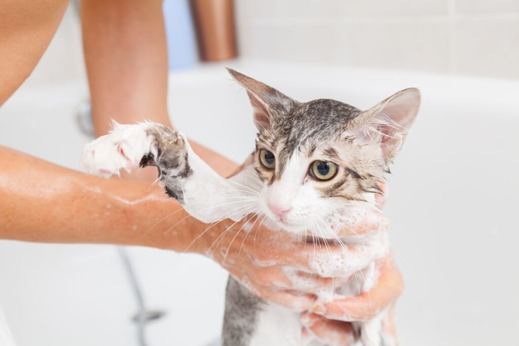 Should I bathe my cat? A cat being washed.