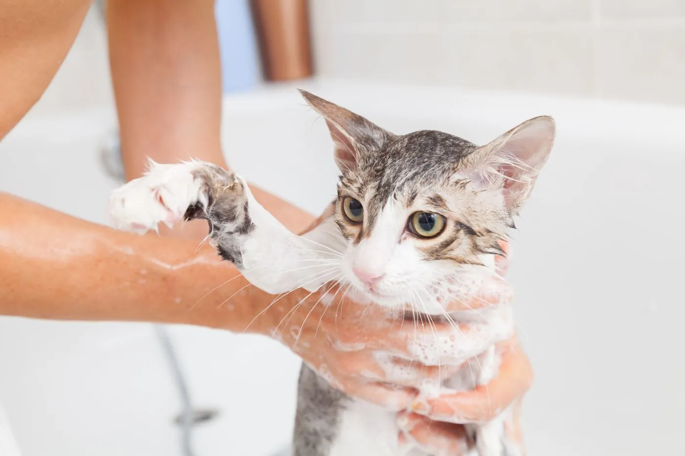 Katze in der Wanne