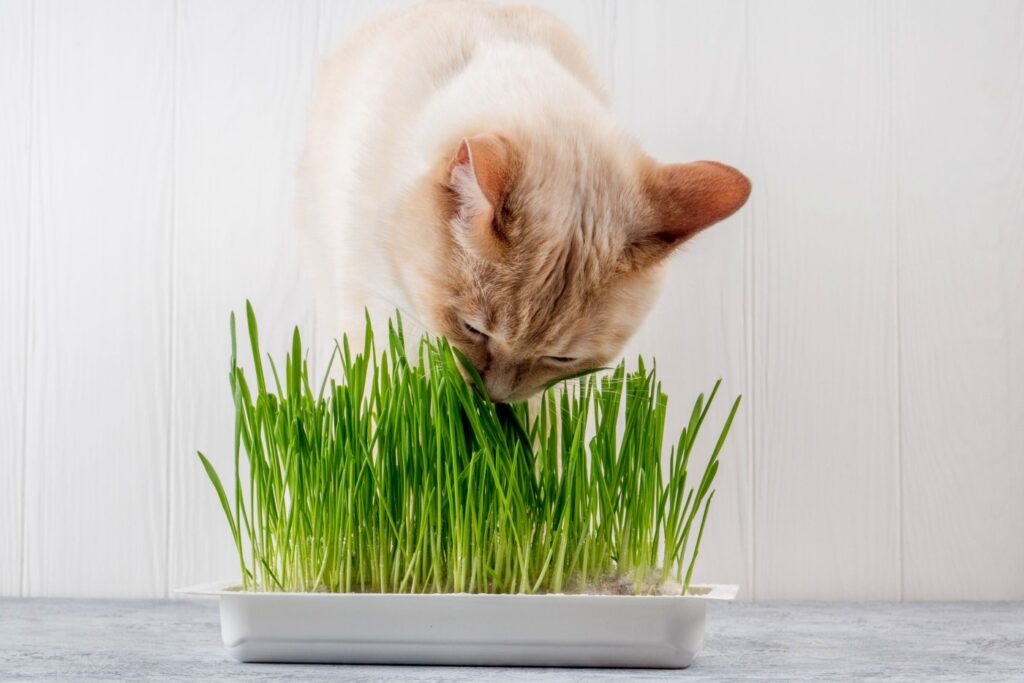 das-sollten-sie-ber-katzengras-wissen-zooplus-magazin