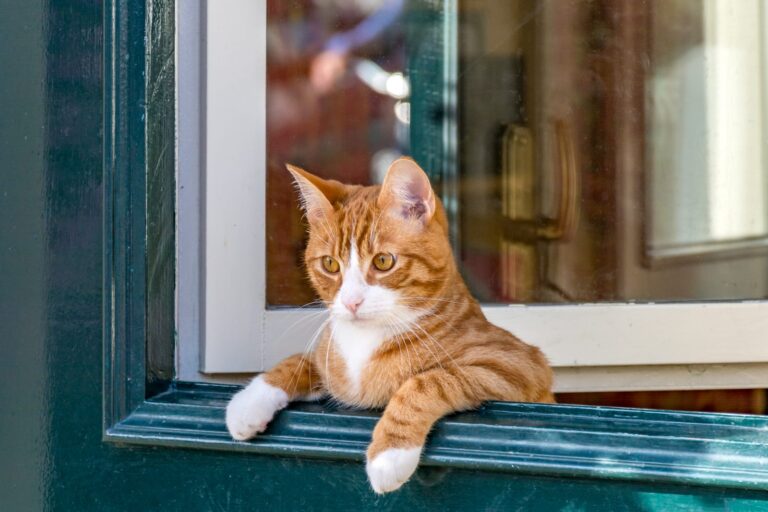 katze blickt aus fenster