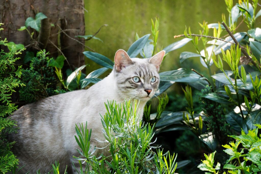 Eine Katze sitzt zwischen Pflanzen im Garten katze im garten
