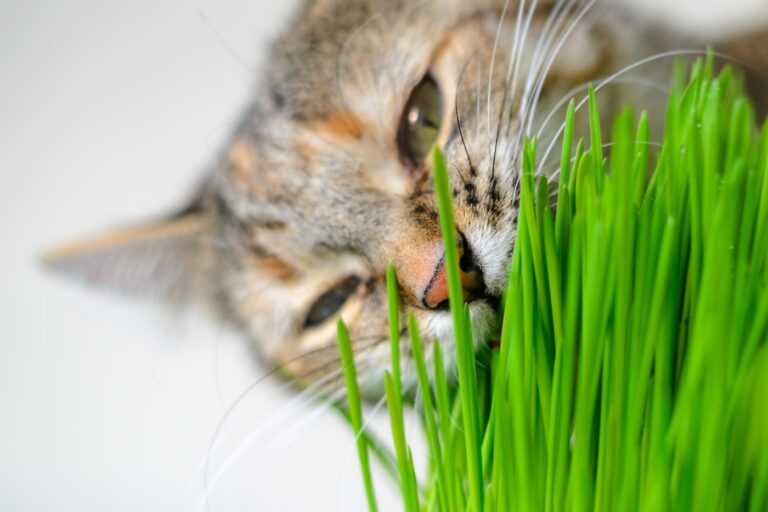 katze knabbert an katzengras nahaufahme