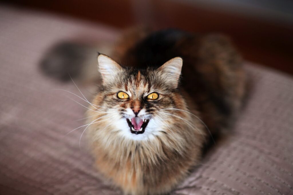 Miauende Katze während der Rolligkeit katze miaut
