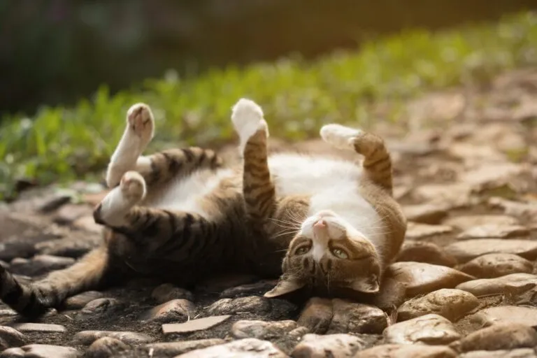 rolligkeit bei der katze