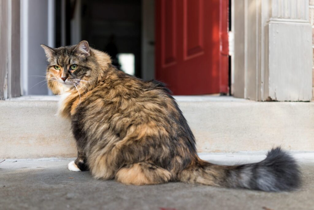 Katze sitzt vor offener Haustür katze an freigang gewöhnen
