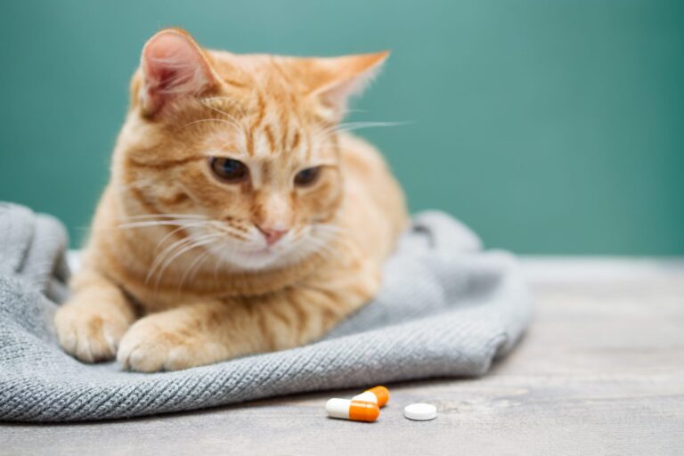 katze liegt vor tabletten