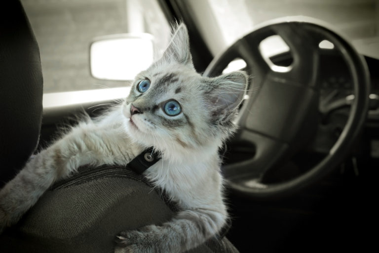 Mit der Katze Auto fahren Sicherheit geht vor zooplus Magazin