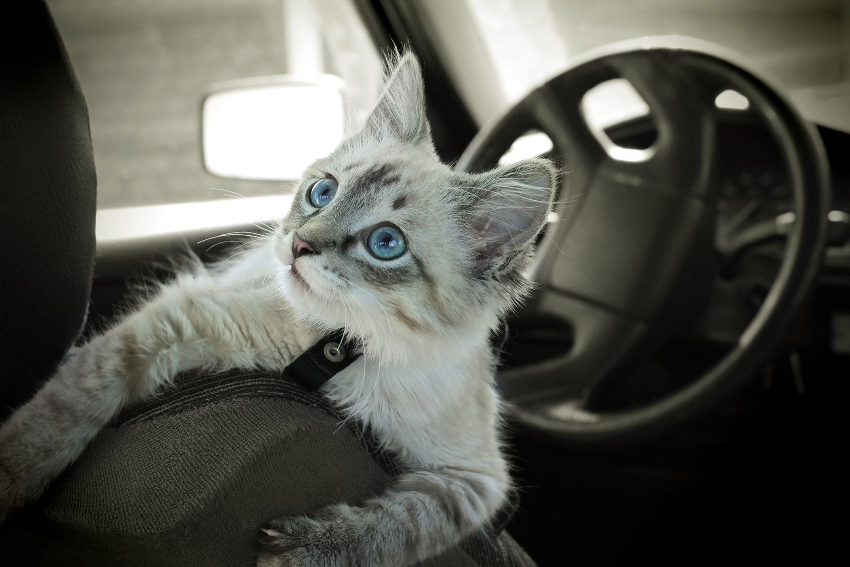 katze auto