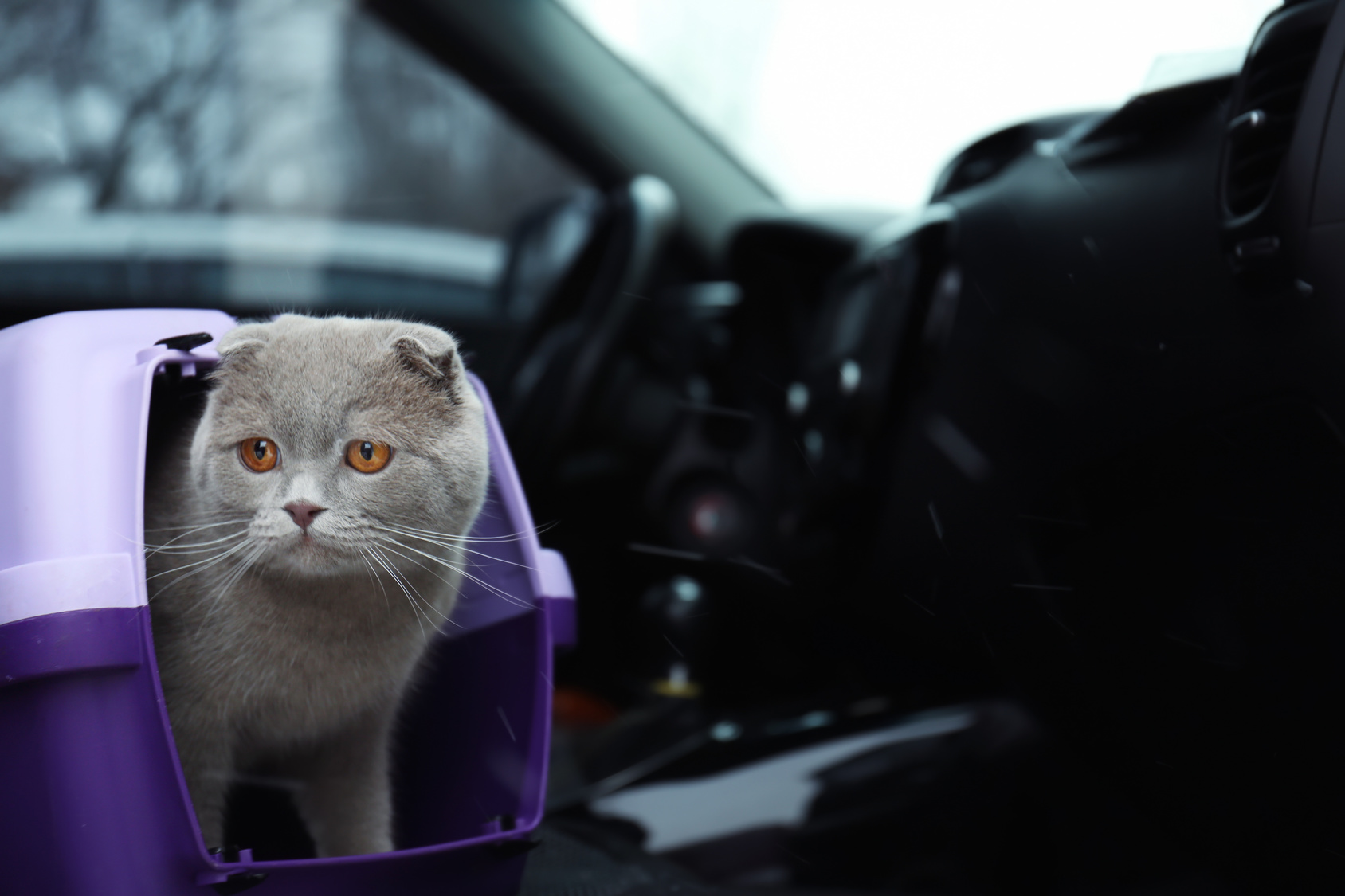 katze auto