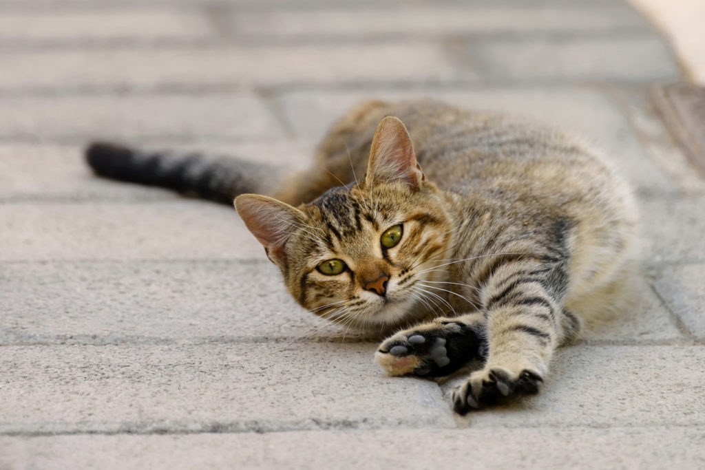 Wie Oft Katzen Rollig