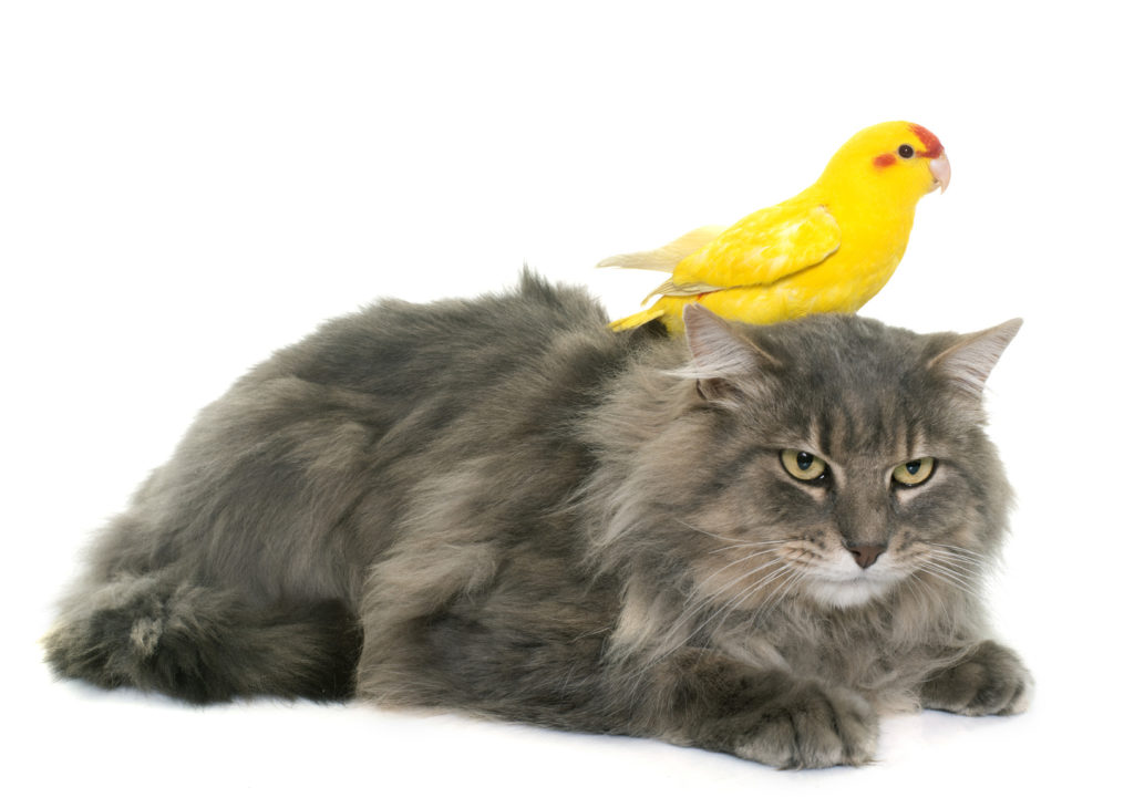 katze und vogel