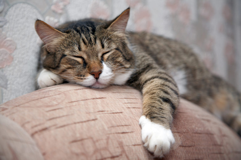 Katzenalter in Menschenalter Wie alt werden Katzen? zooplus