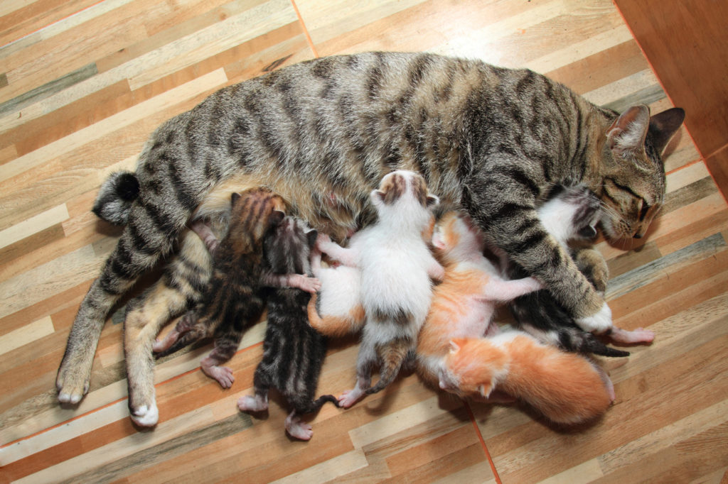 Katzen man woran erkennt eine schwangerschaft bei Woran erkenne