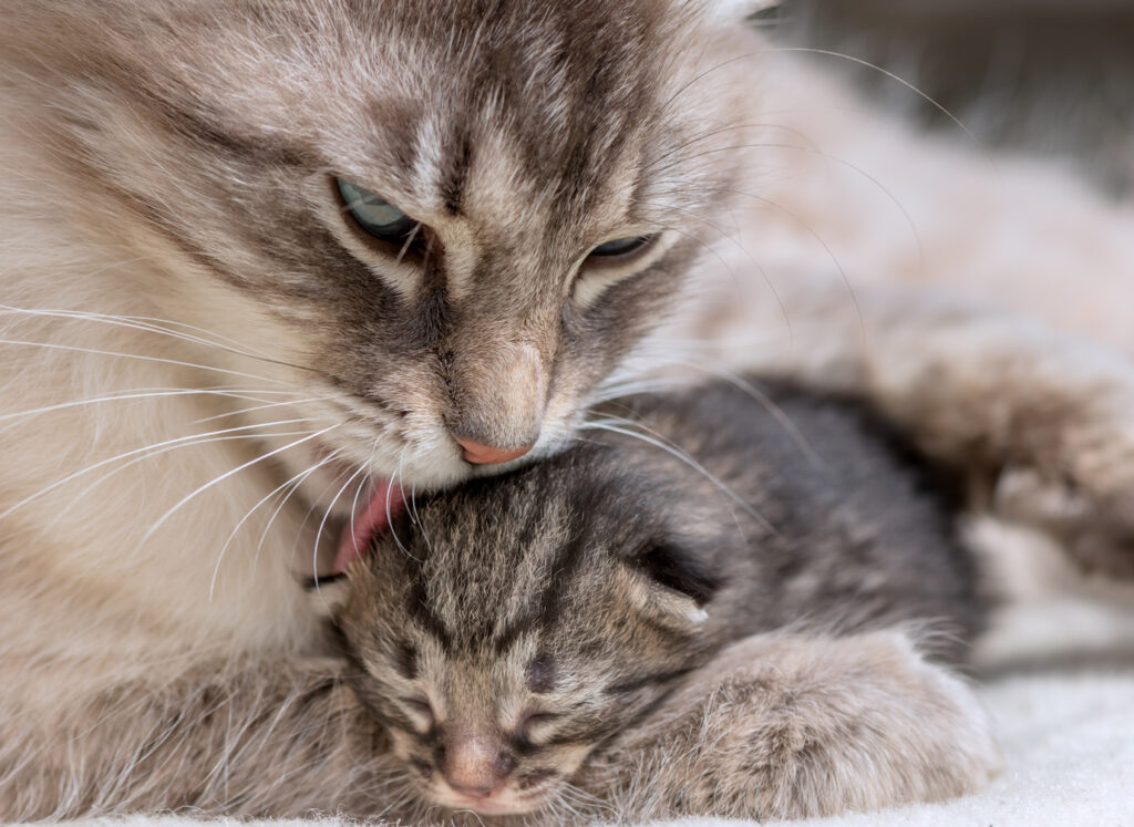 Anzeichen Geburt Bei Katzen