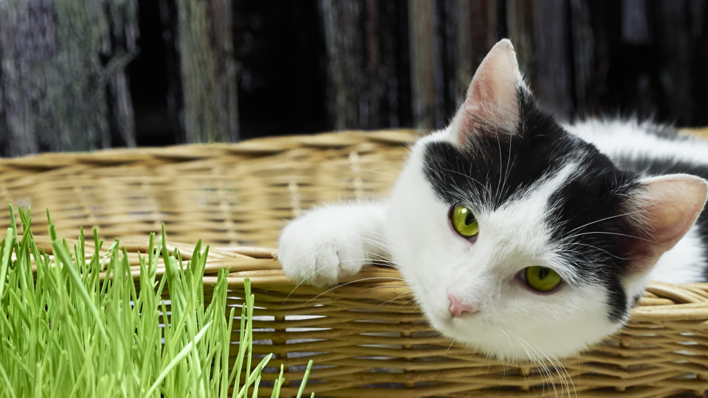 katzengras katzengras