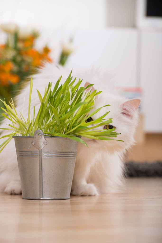 katzengras katzengras