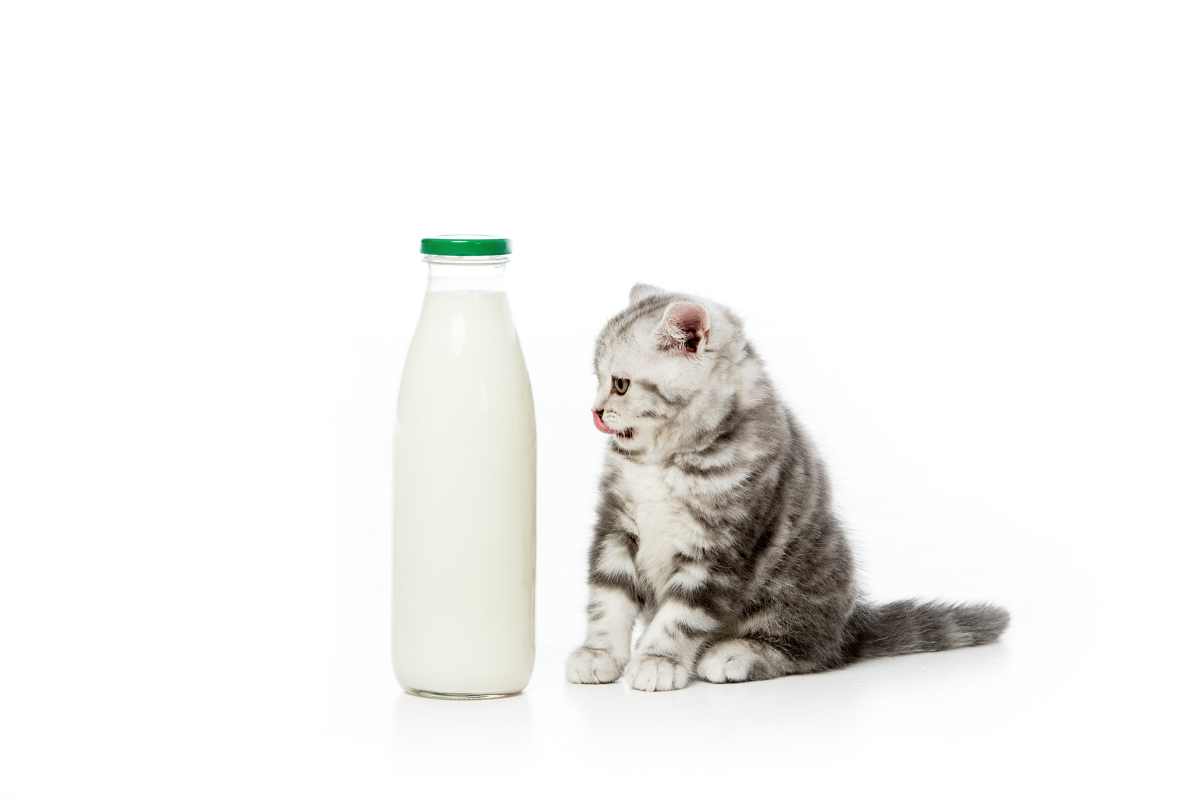 Kann Man Älteren Katzen Milch Geben