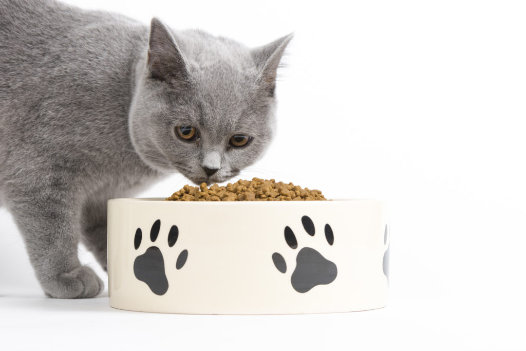 Eine Britisch Kurzhaar frisst aus einem Fressnapf britisch kurzhaar katze frisst aus schüssel