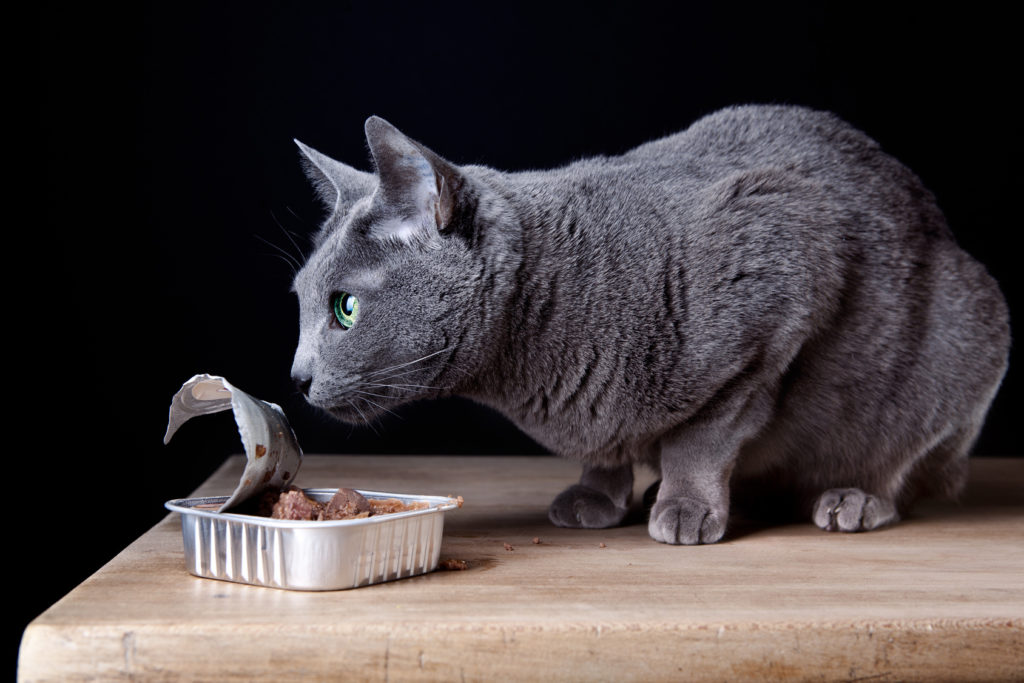Eine graue Katze schnüffelt an einer offenen Dose Nassfutter graue katze schnüffelt an katzenfutter