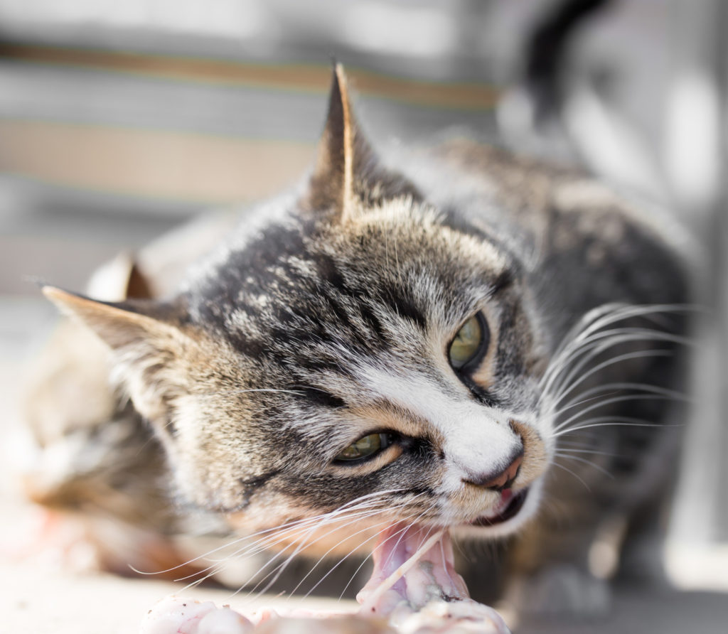 Eine Katze beißt auf einem Stück Fleisch herum katze kaut an fleischstück