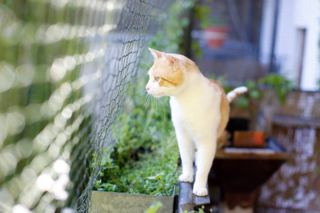 Katze zwischen Pflanzen und Katzennetz