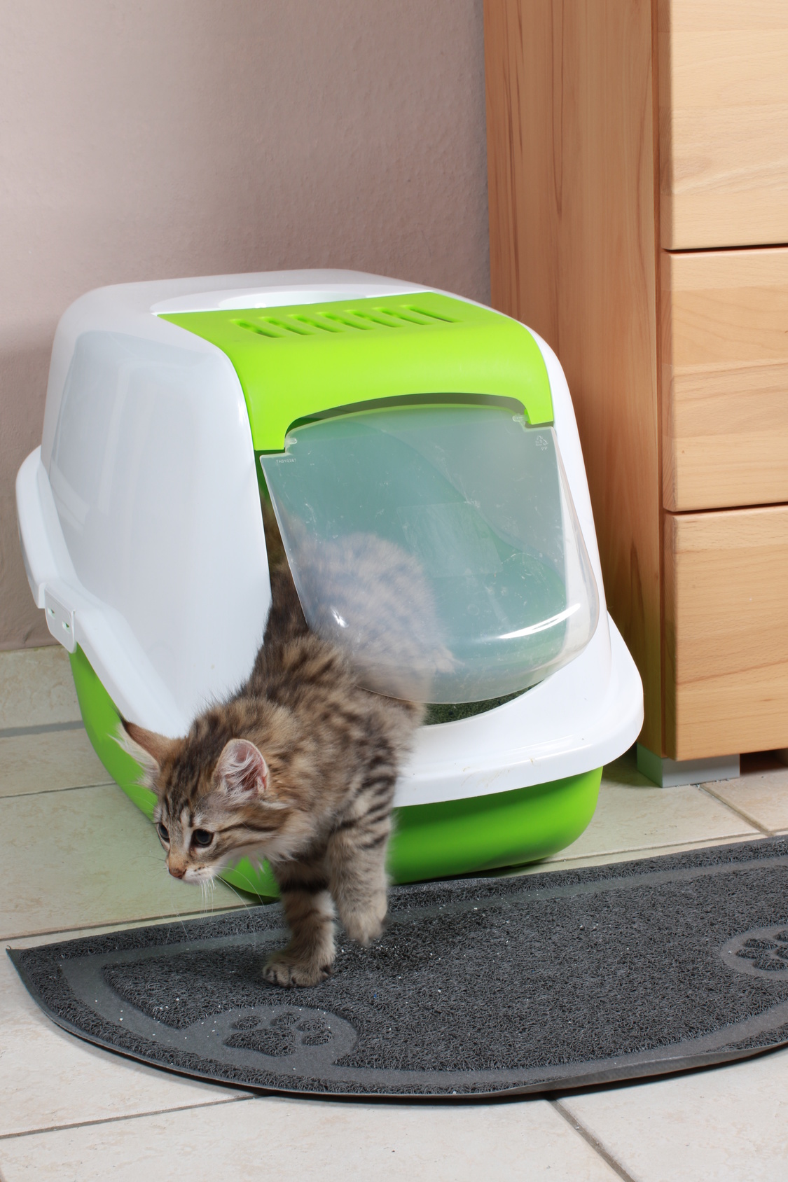 Welches Katzenklo ist das richtige? zooplus Katzenmagazin