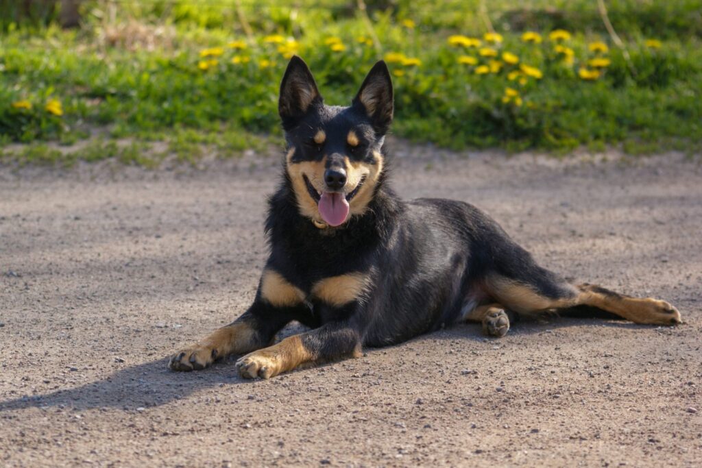 kelpie hund black and tan