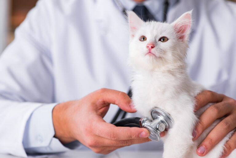 erster tierarztbesuch fuer junge katze