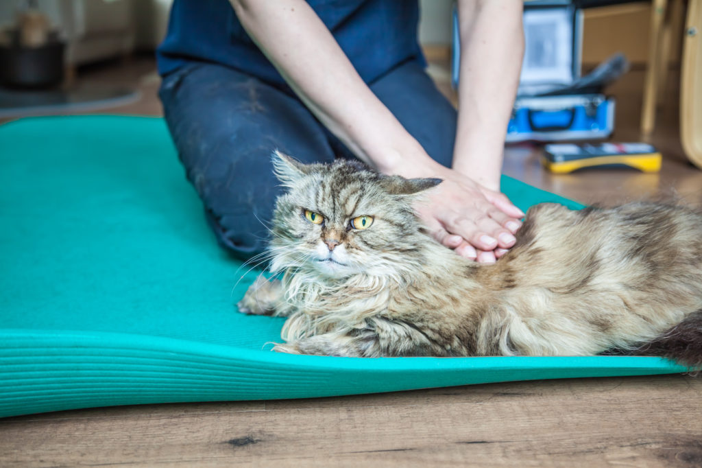 knochengesundheit der katze