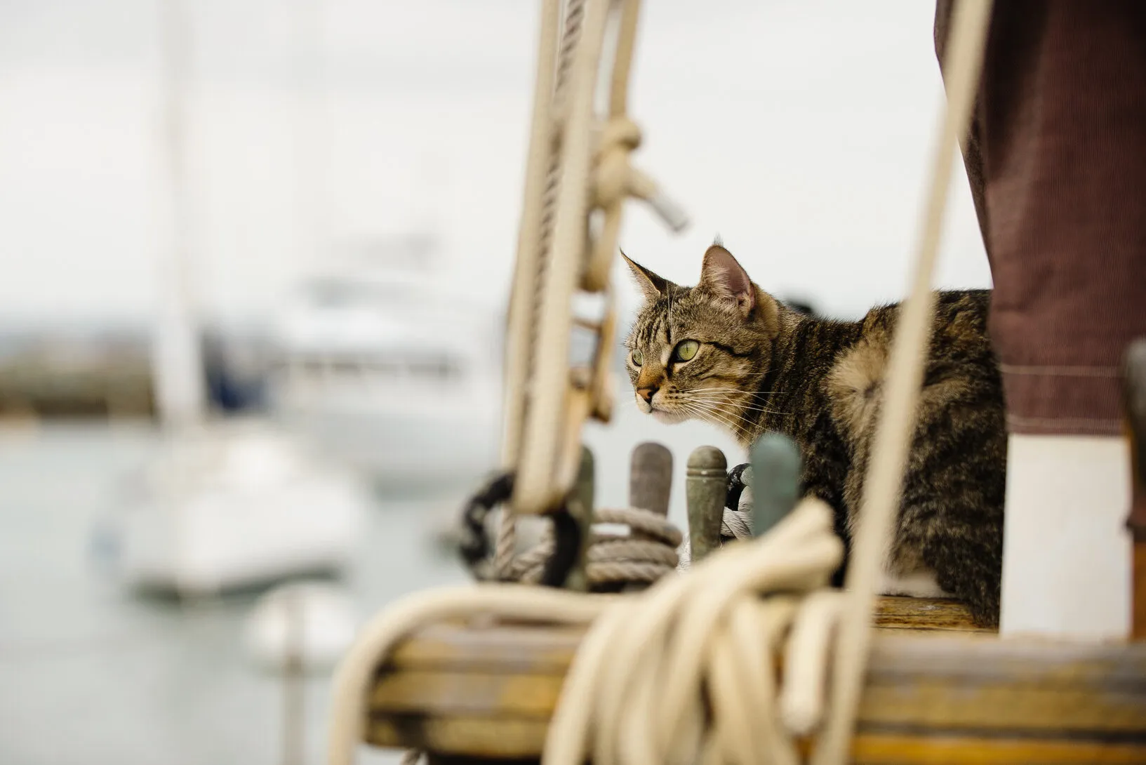 Katze an Deck einer F&auml;hre blickt &uuml;ber das Meer