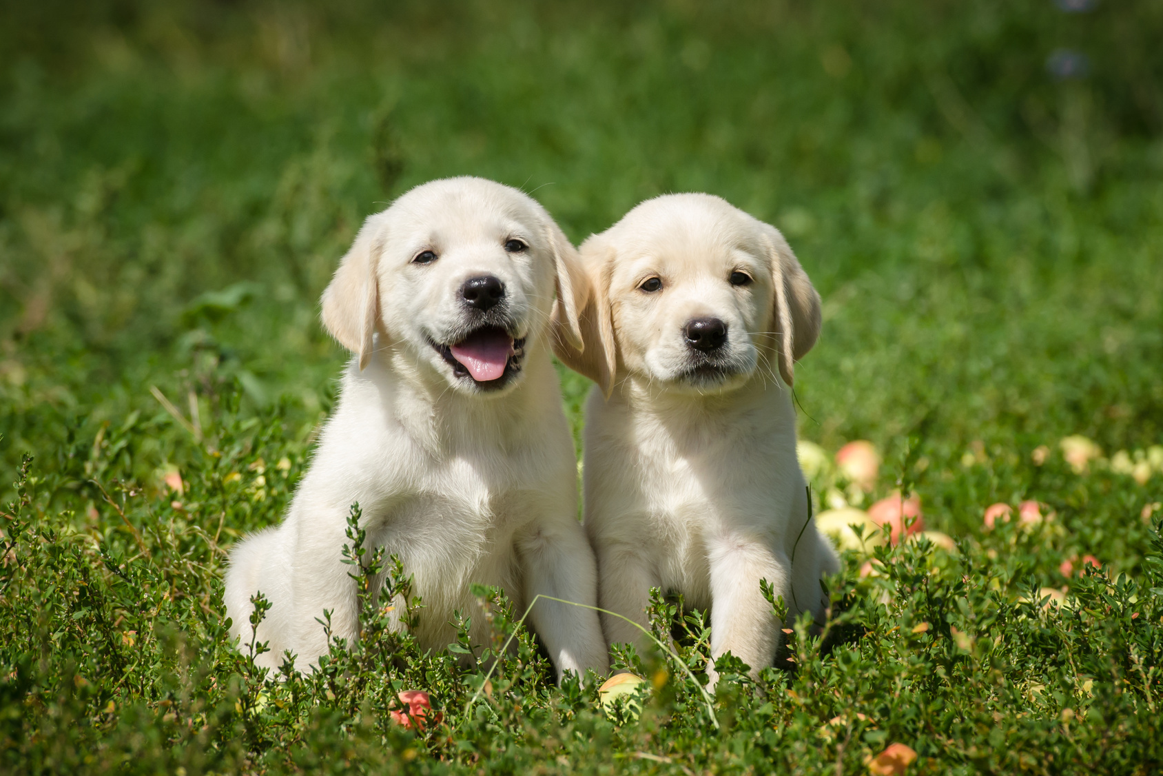 Labrador Retriever Rassebeschreibung Zooplus Hundemagazin
