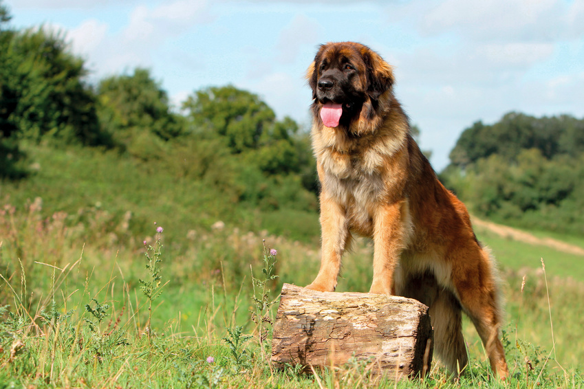 leonberger glücklich