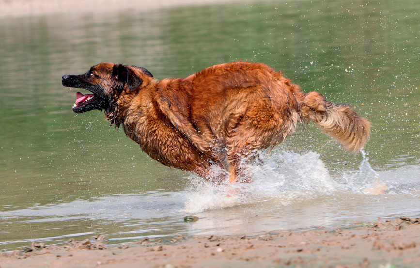 leonberger läuft im wasser