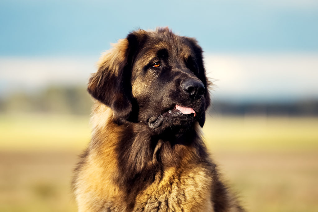 leonberger meer