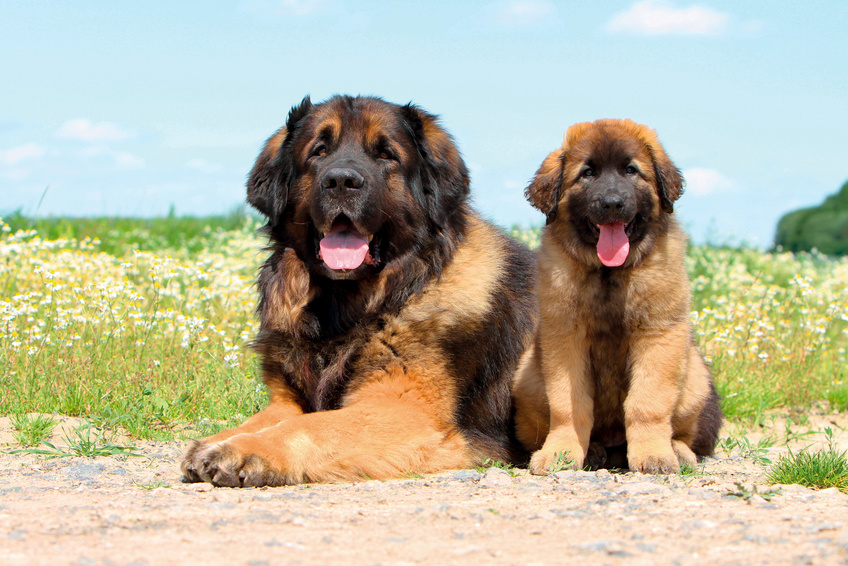 leonberger mutter mit welpe