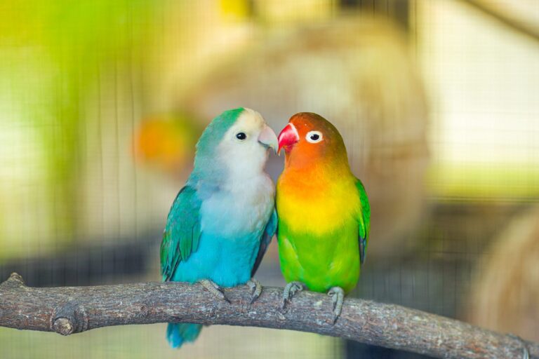 geschlechtsbestimmung vogel unzertrennliche