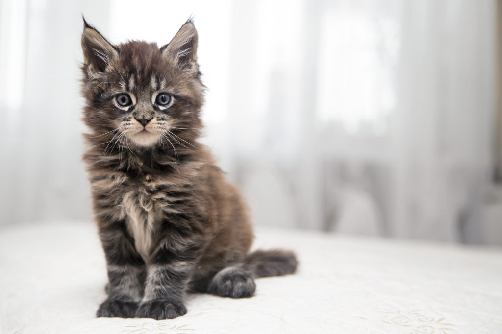 maine-coon-kitten-1024x682.jpg