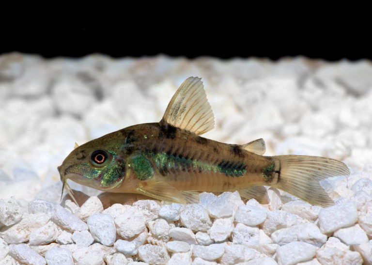 Welse im Aquarium Welche Welsarten sind für die Aquarienhaltung