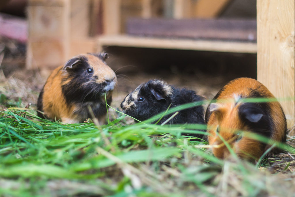 meerschweinchen außenhaltung