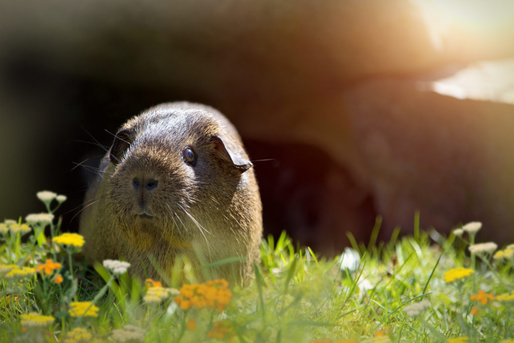 meerschweinchen außenhaltung