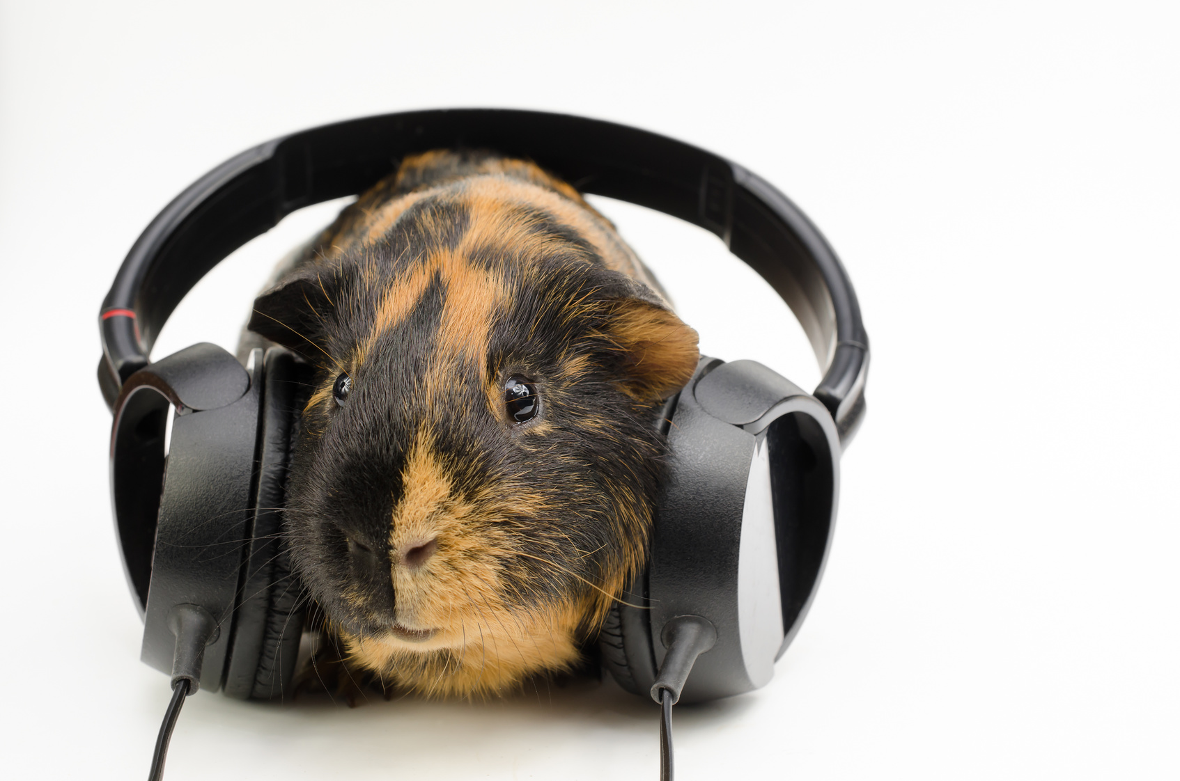 Meerschweinchengeräusche So deuten Sie die Laute der Nager