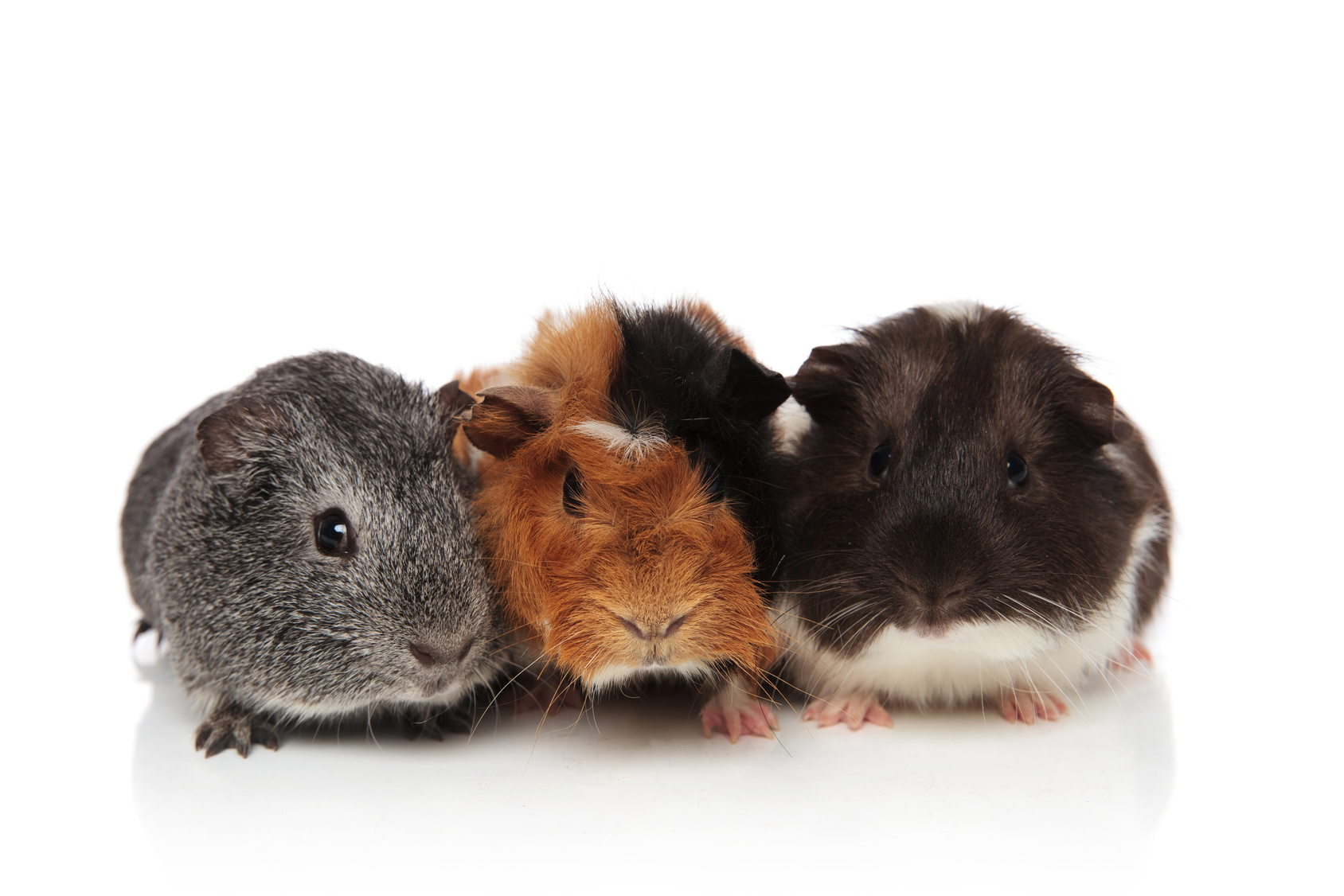 Meerschweinchen Rassen Charakter Haltung Pflege Zooplus meerschweinchen-rassen-charakter-haltung-pflege-zooplus