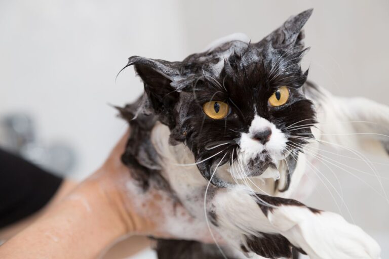 mensch badet katze