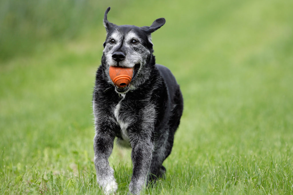 mischlingshund mit ball mischlingshund mit ball